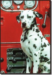 DalmationDog_01-Stting_in_front_of_Fire_Engine